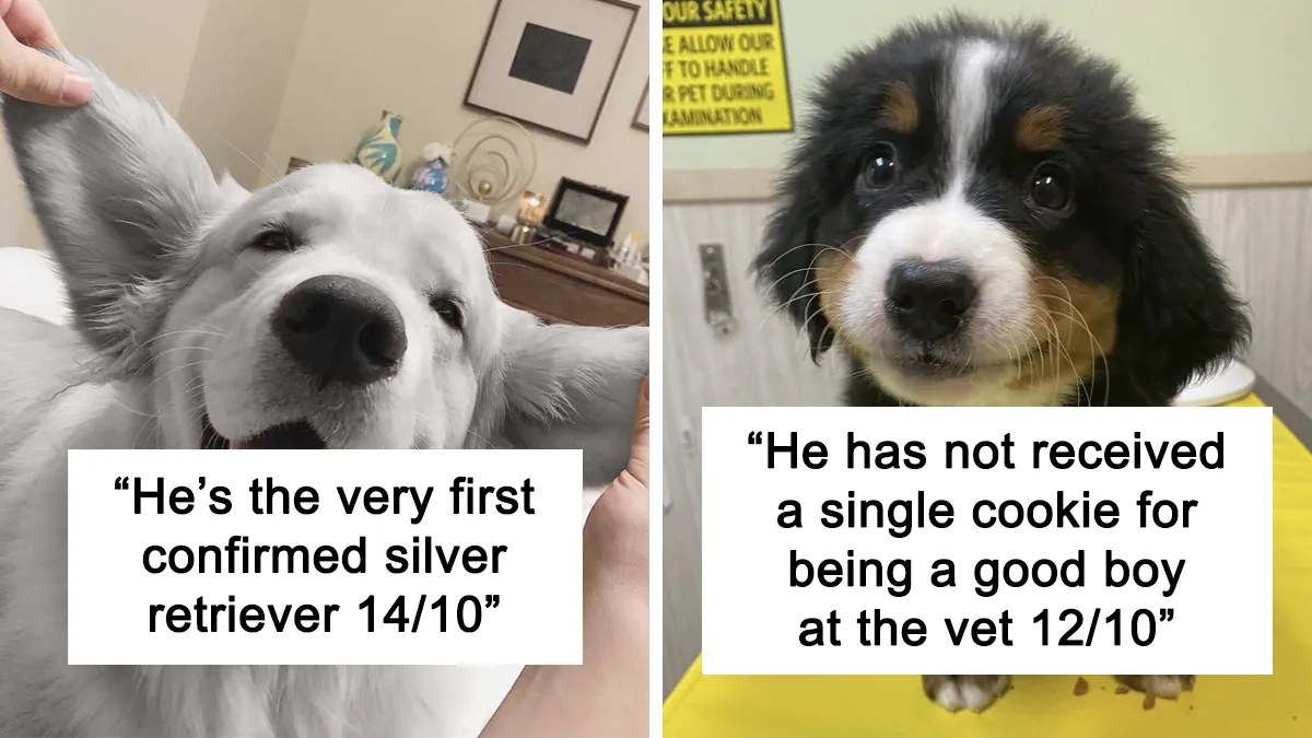 This Twitter Account Rates People's Dogs And It's Hilarious (50 New Pics)