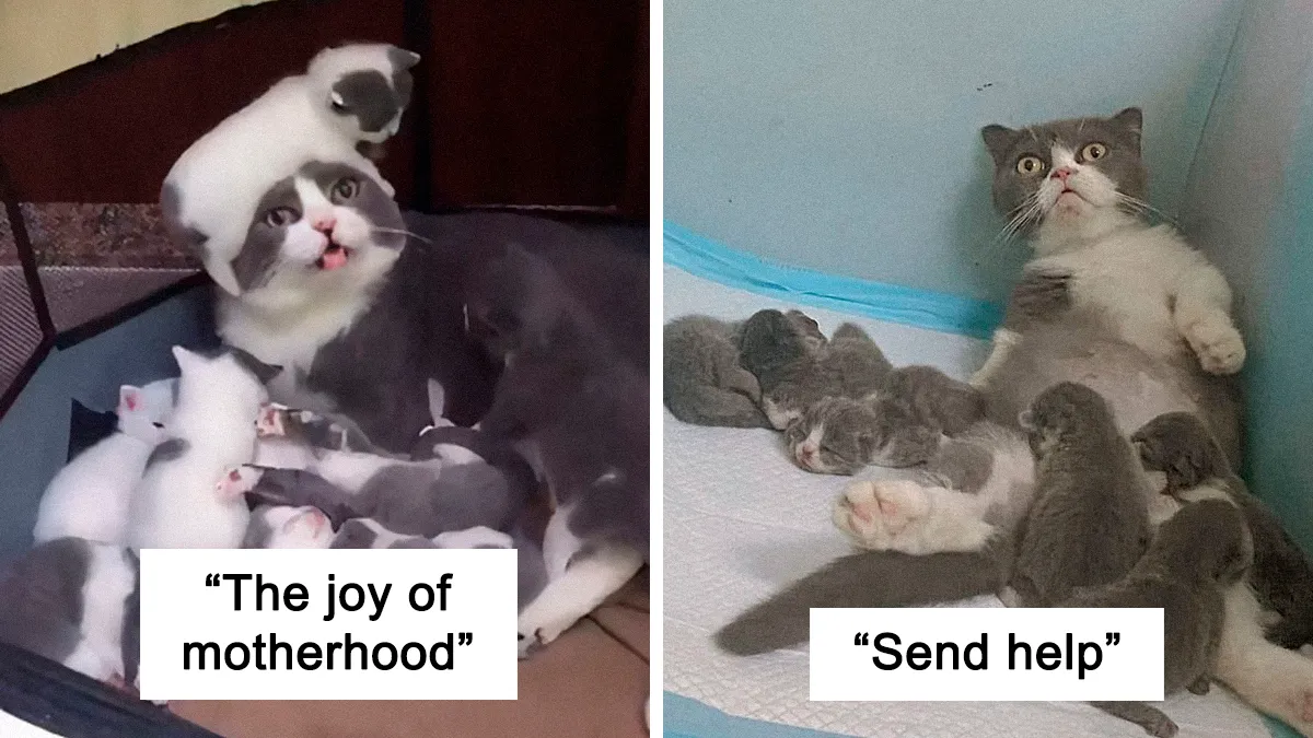 50 Of The Cutest Animal Parenting Moments Ever (New Pics)
