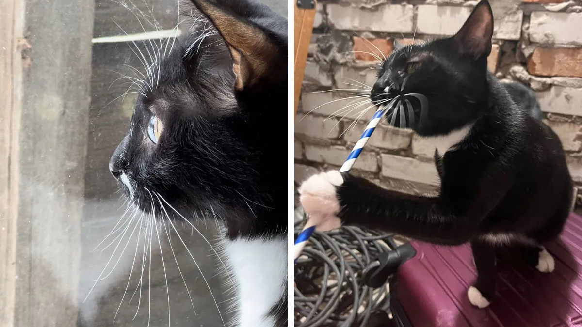 "7 Days Ago Everything Changed": This Is What It's Like To Live In The Kyiv Bomb Shelter When You’re A Cat