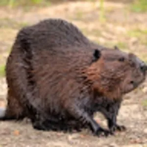 Beaver boi🦫️