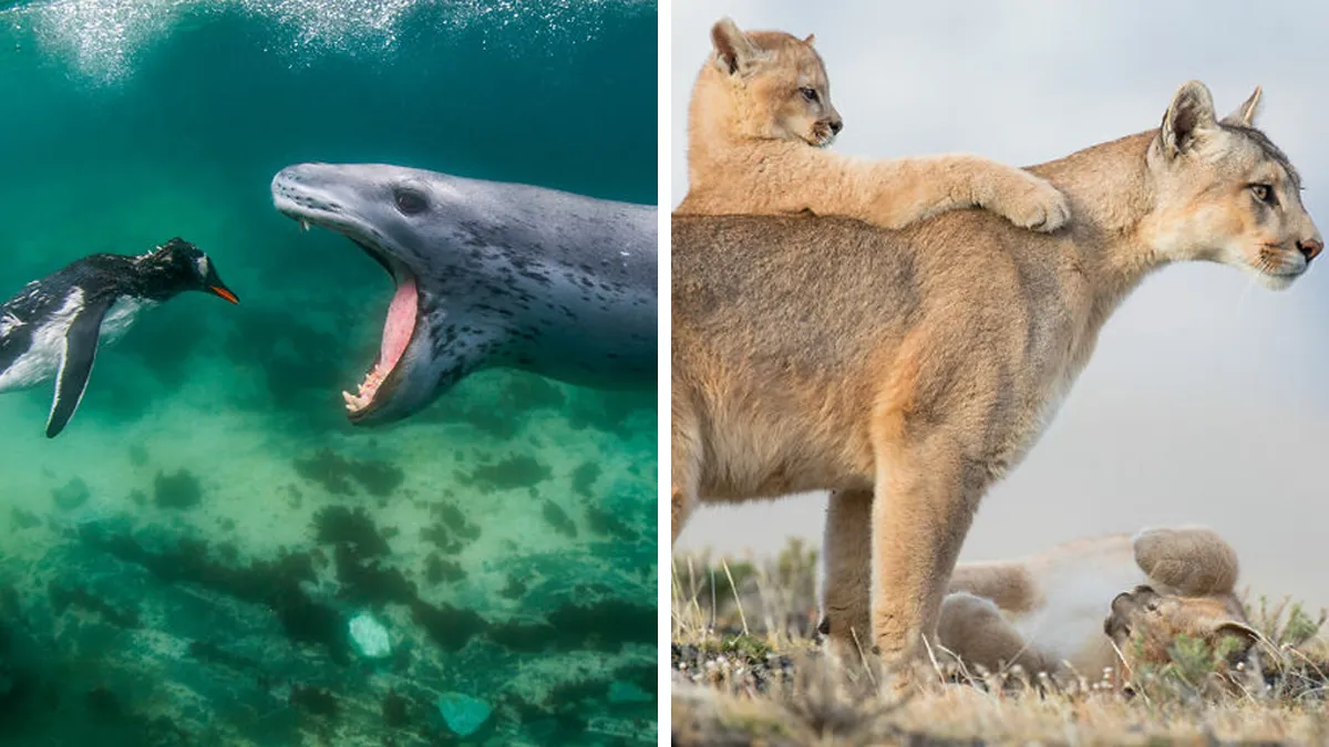 The Winners Of The 2021 World Nature Photography Awards Are Here, And The Pics Are Stunning (30 Pics)