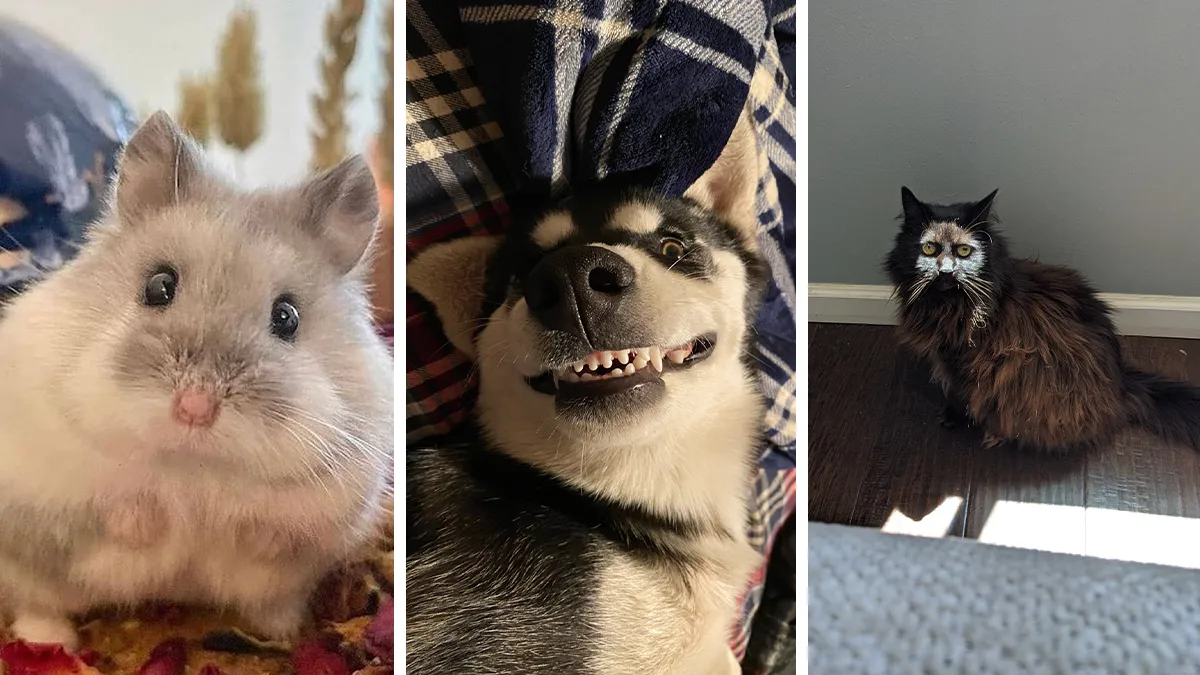 50 Images Of Pets Being Total Derps Shared By Panda Community