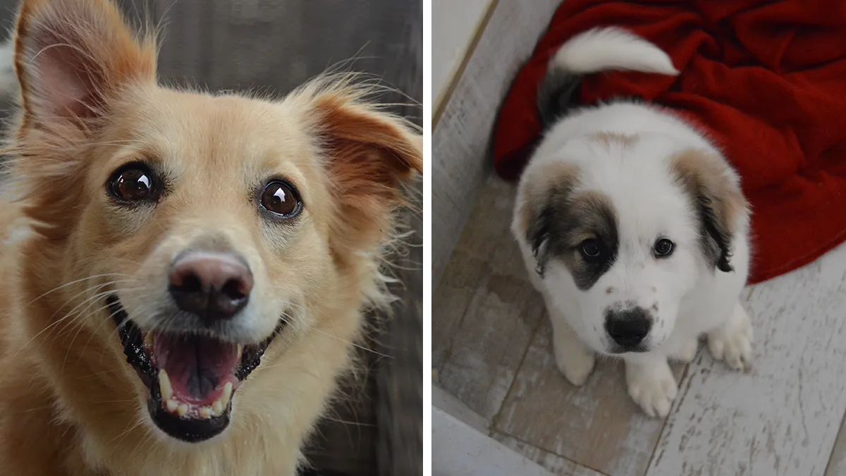 I Photographed These Rescued Animals To Prove That They Deserve A Second Chance (21 Pics)