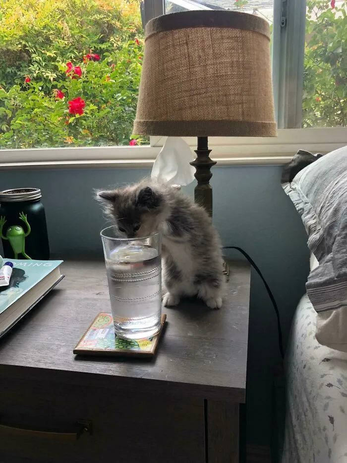 Caught Red Handed Stealing Her Humans Water