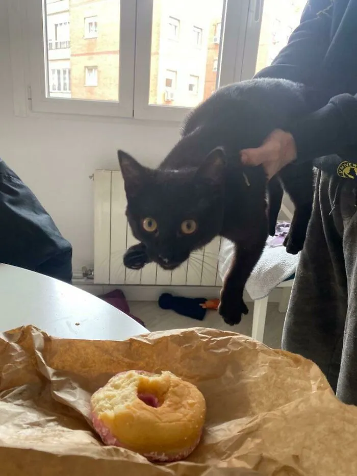 Hope You Enjoyed My Breakfast Doughnut