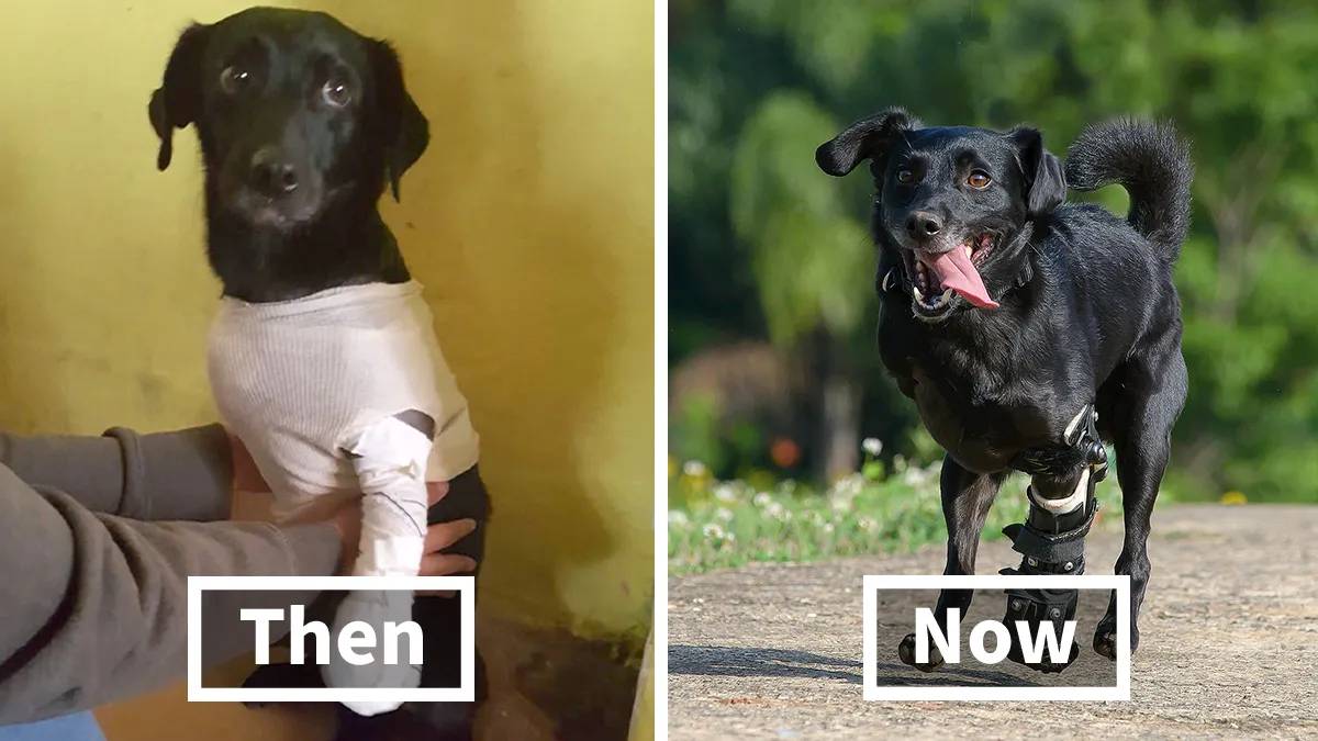 Artist Captured 17 Incredible Transformations Of Neglected Animals After They Were Adopted And This Might Warm Your Heart