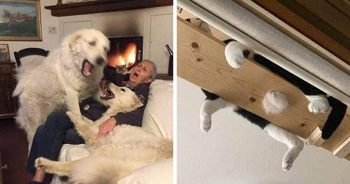 50 Divertidas fotos de animales que son imposibles de explicar, compartidas en esta cuenta de Instagram