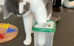 50 Hilarious Examples Of Pets Being Caught Red-Pawed When Stealing Food (New Pics)