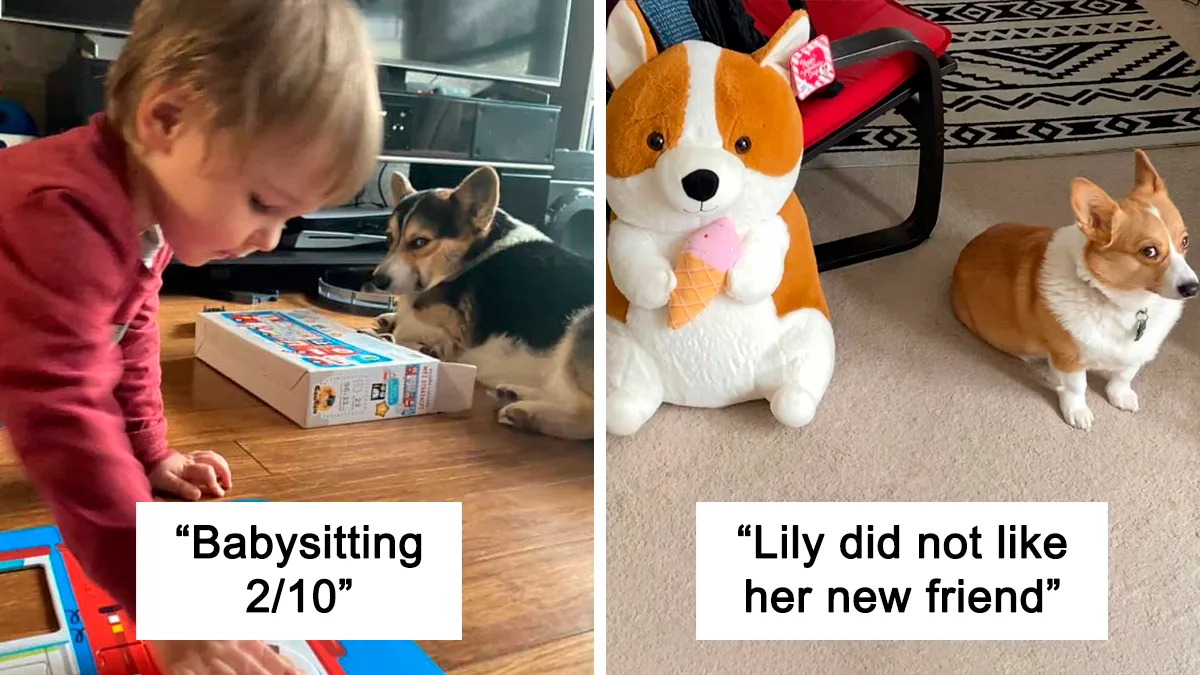 There’s A Facebook Group Dedicated To Pics Of Disapproving Corgis And Here Are 40 Of The Best Ones (New Pics)