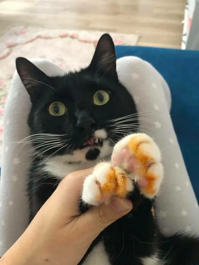 Sausage Thief Busted