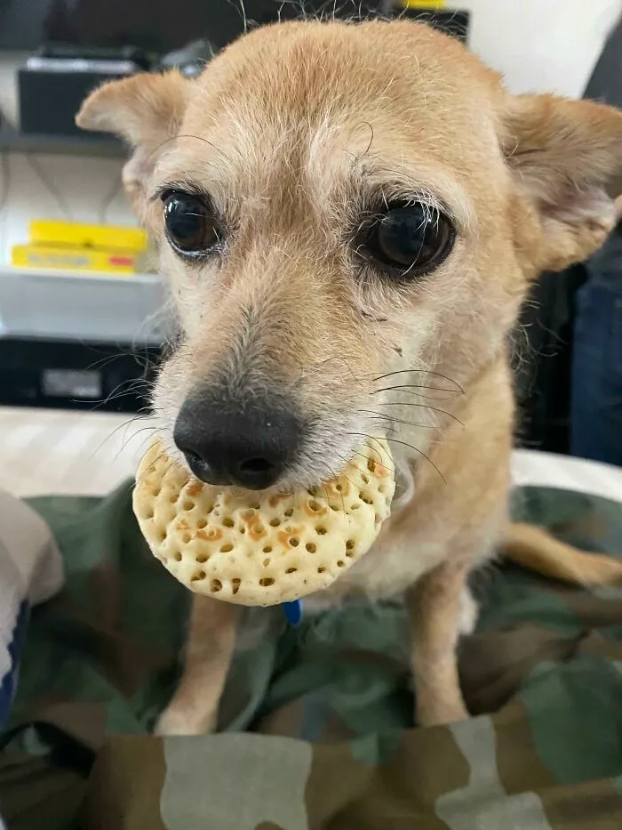 Cute Thief, Stole My Mini Pancake