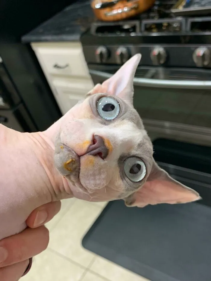 The Face Of A Thief
