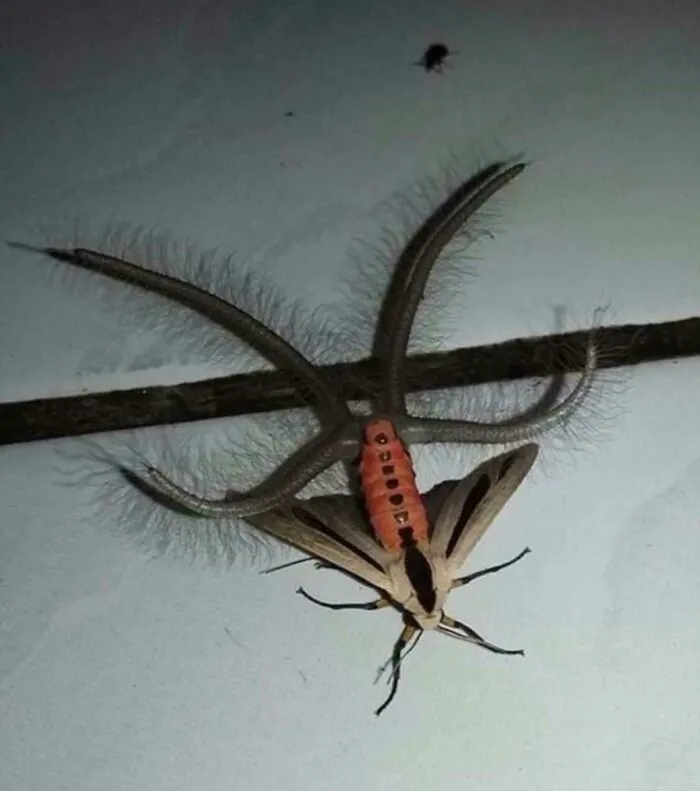 Polilla australiana, también vuela