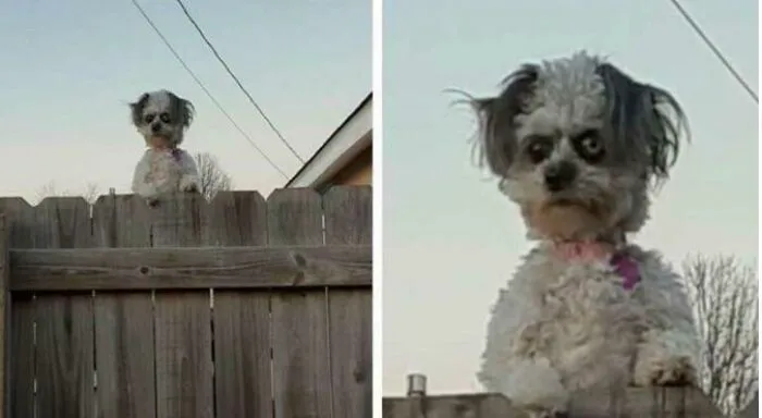El perro se llama Junebug