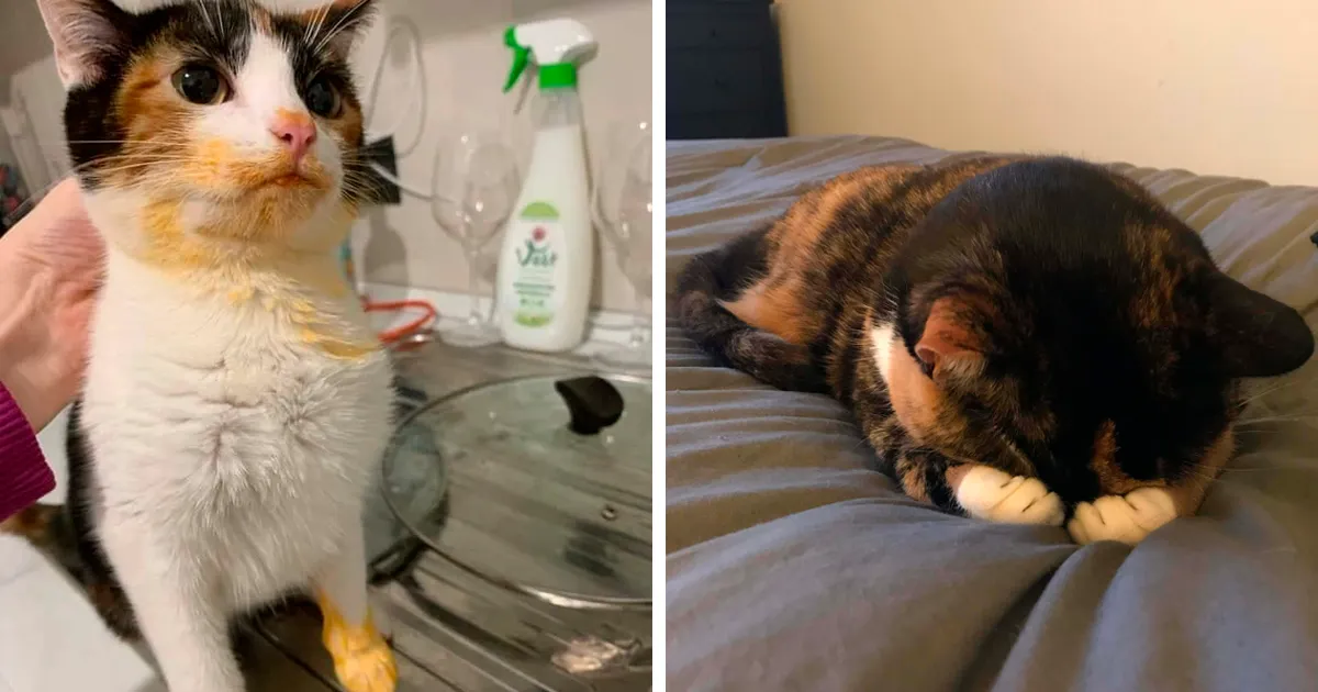 40 Gatos tan adorables que había que pararse a hacerles una foto