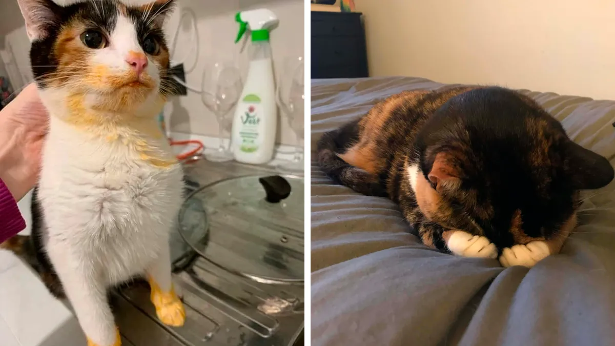 50 Cats Acting So Cute, People Just Had To Stop And Snap A Picture