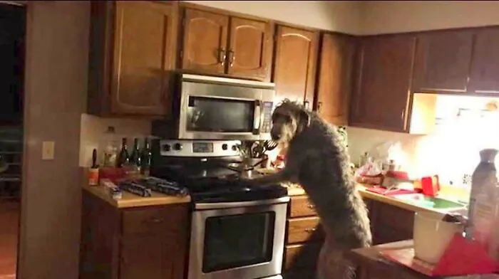 Got Caught Counter Surfing. Just A Small Snack
