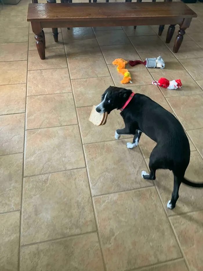 Her Face After I Caught Her Eating An Entire Loaf Of Sliced Bread