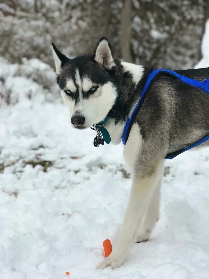 Mis sobrinos y yo hicimos un muñeco de nieve y este tipo le robó la nariz