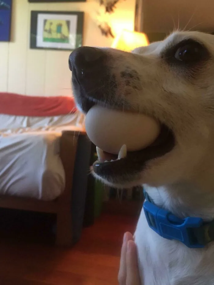 El cachorro nos trae todos los días huevos que roba a las gallinas salvajes