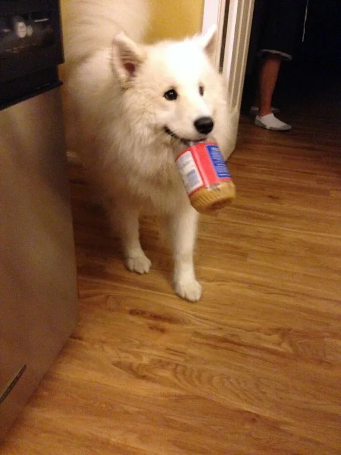 Pupper Do Not Steal My Hecking Peanut Butter