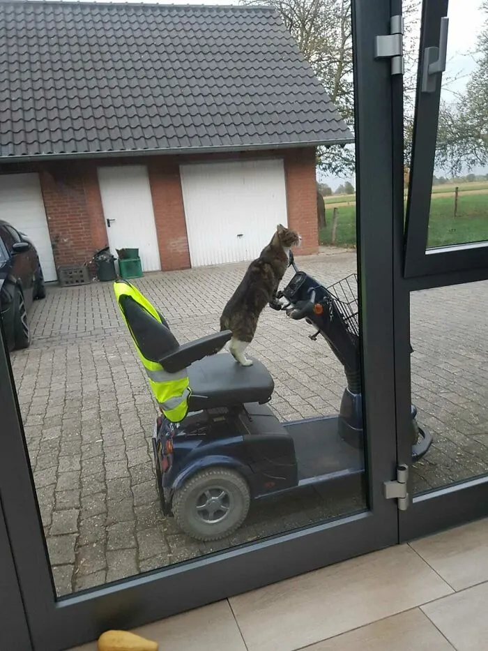 Cat in an electric wheelchair 