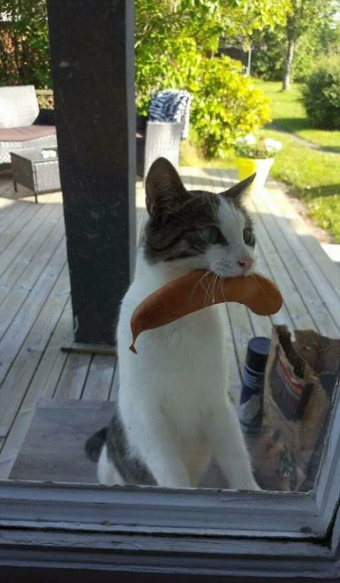 El gato regresa con una salchicha robada en la barbacoa de unos vecinos desconocidos