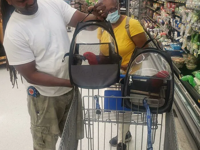 People carries two cages with parrots inside 