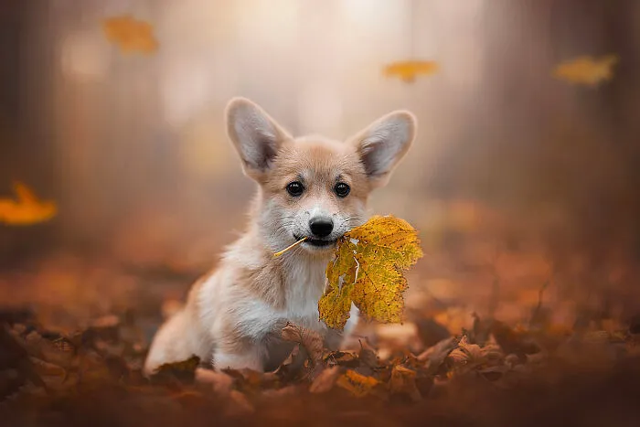 I Love Capturing The Joyful Souls Of Dogs Through My Photography (62 Pics)