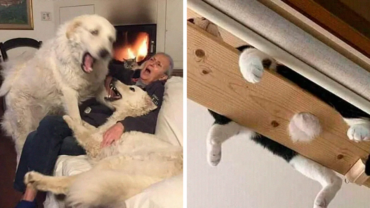 This Instagram Account Shares Animal Pictures That Are Impossible To Explain, Here Are 50 Of The Funniest