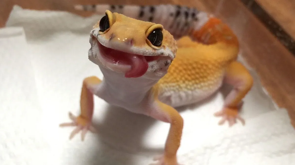 Hey Pandas, Let's See How Many Cute Reptile Pictures We Can Get (Closed)