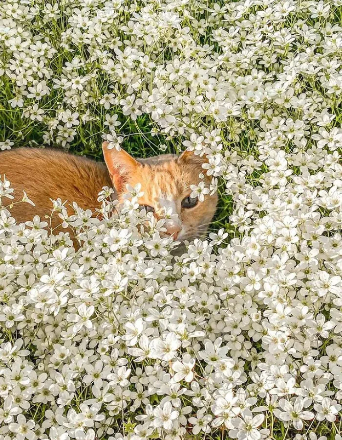 Very General White Flowers. All Help Is Appreciated!
