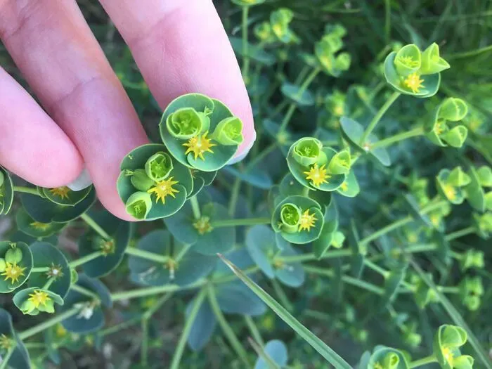 Found In Ventura, Ca. Anyone Know What This Is?