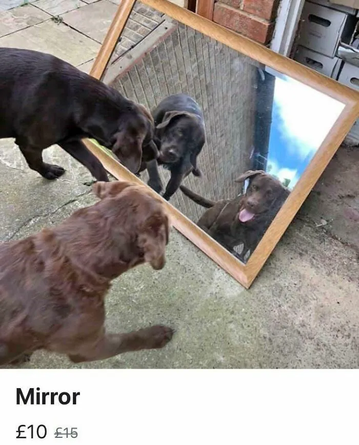 Wholesome Sale