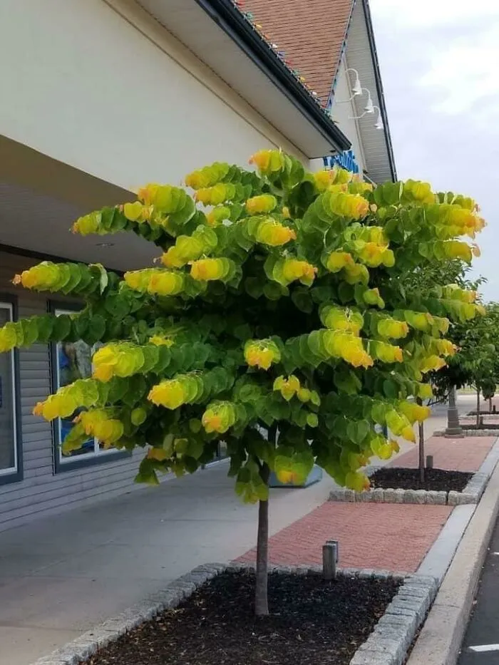 What’s This Trippy Fella Called?