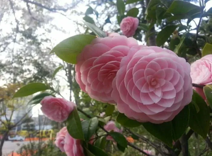 Would Like Know What Plant Makes These Flowers