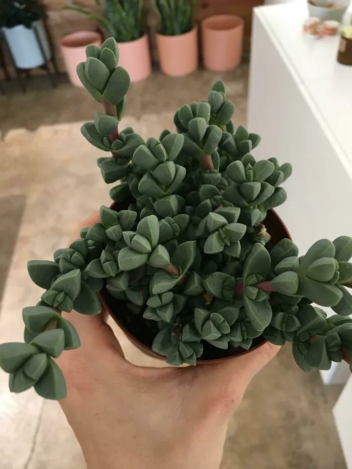 What Is This Satisfying Succulent?
