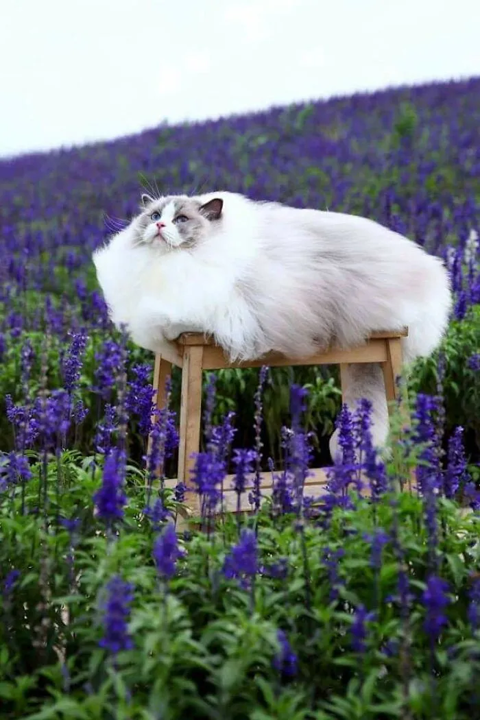 ¿Qué flores son estas?