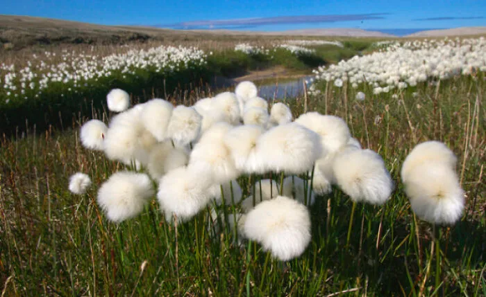 No sé que son estas cosas tan esponjosas. Están en Nunavut, Canadá