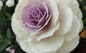40 Of The Most Mysterious Plants These People Found And Asked What They Are