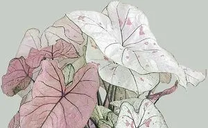 40 Of The Most Mysterious Plants These People Found And Asked What They Are