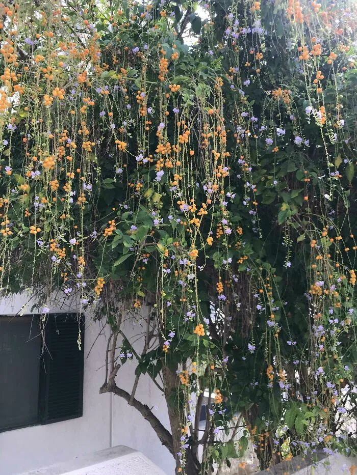 He visto este árbol dejando a mi hijo en la escuela en su primer día, es precioso.