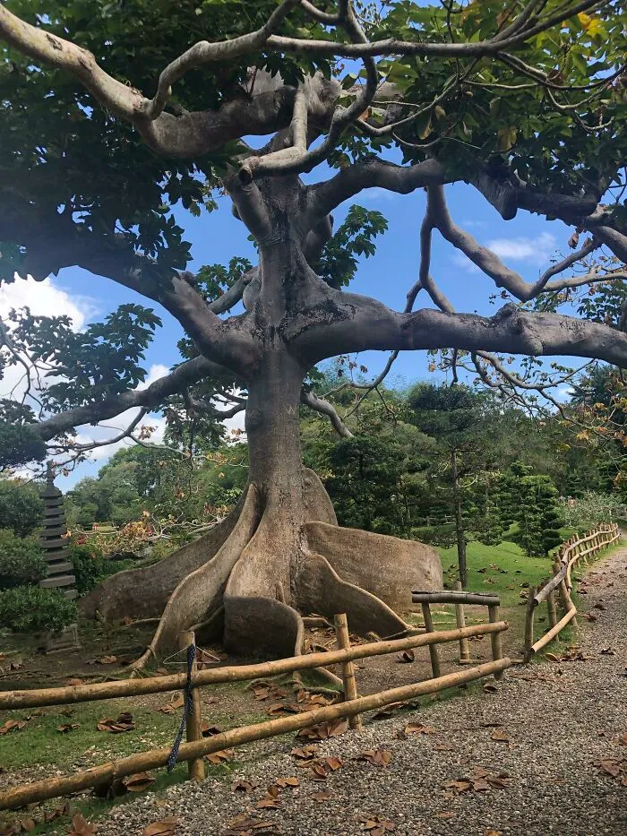 ¿Qué es este árbol majestuoso?
