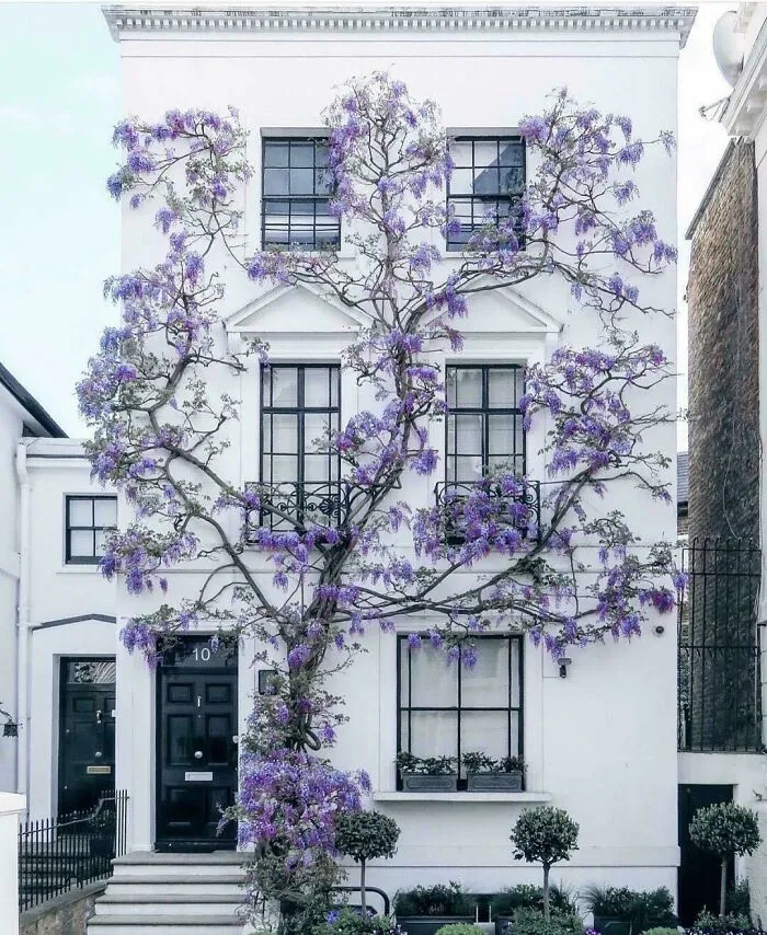 ¿Qué tipo de árbol es este?