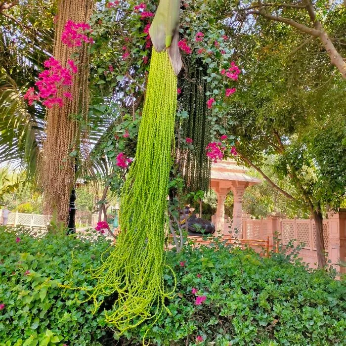 Árbol en India