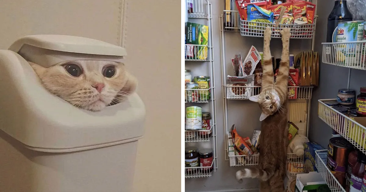 50 Gatos actuando tan raro que había que sacarles una foto