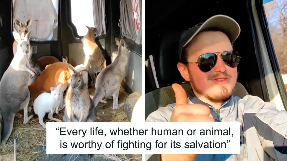 Man Drives 10 Kangaroos To Safety With His Van From A Zoo In Kharkiv That Suffered An Attack
