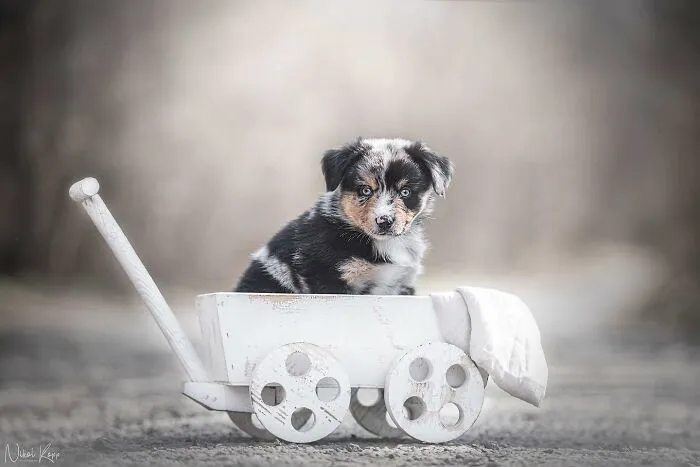 I Love Capturing The Joyful Souls Of Dogs Through My Photography (62 Pics)