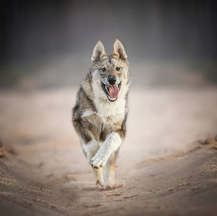 I Love Capturing The Joyful Souls Of Dogs Through My Photography (62 Pics)