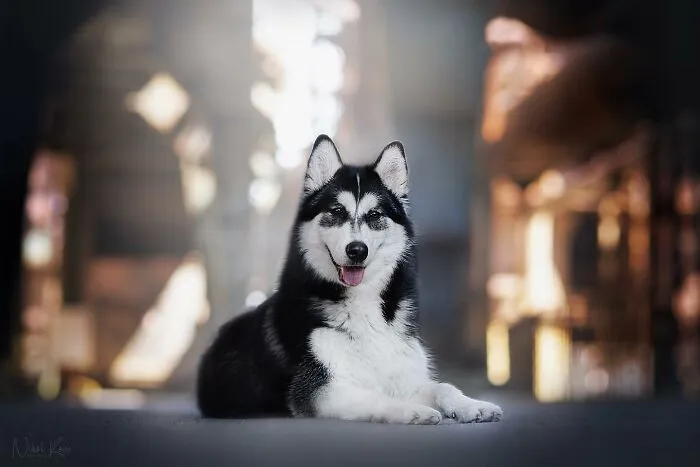 I Love Capturing The Joyful Souls Of Dogs Through My Photography (62 Pics)